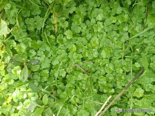 国产人人草,人人草，绿色健康生活新选择  第2张